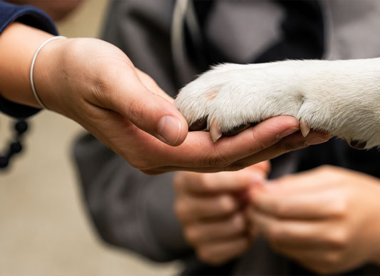 pet5